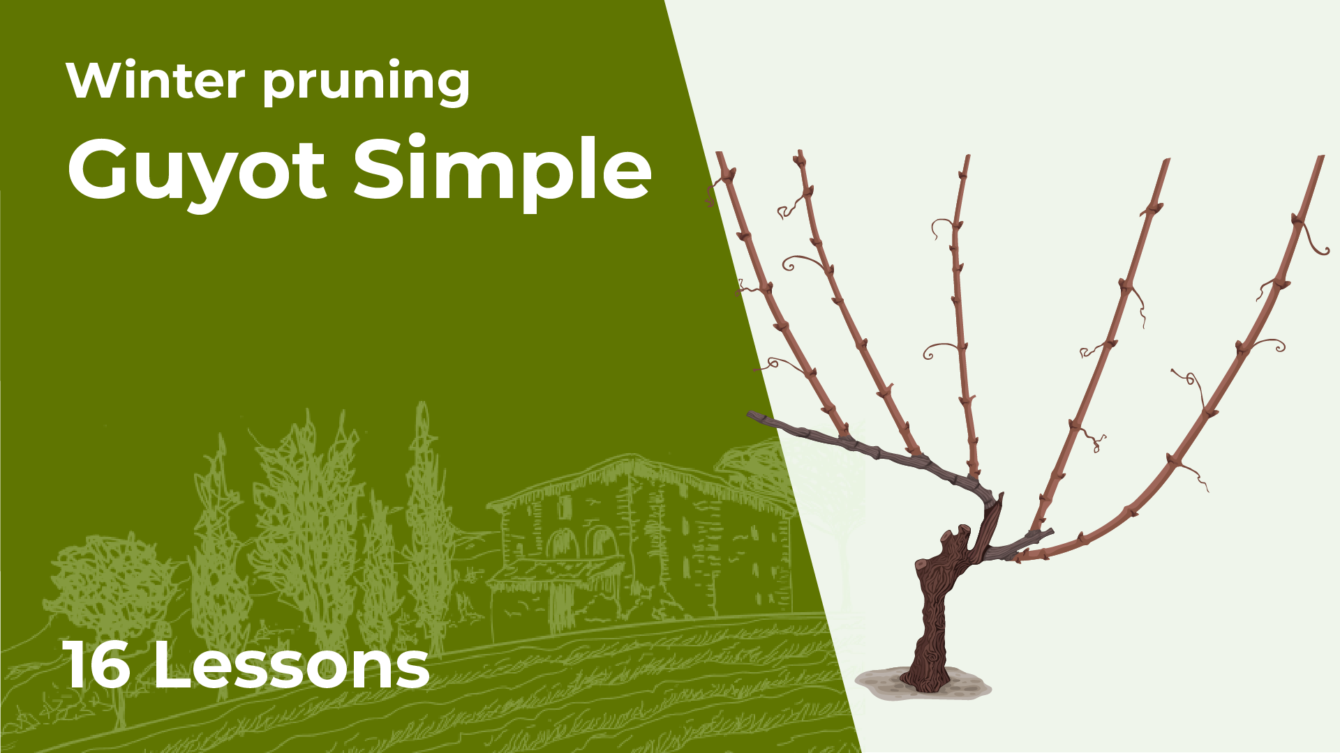 Guyot Simple – Gentle Pruning