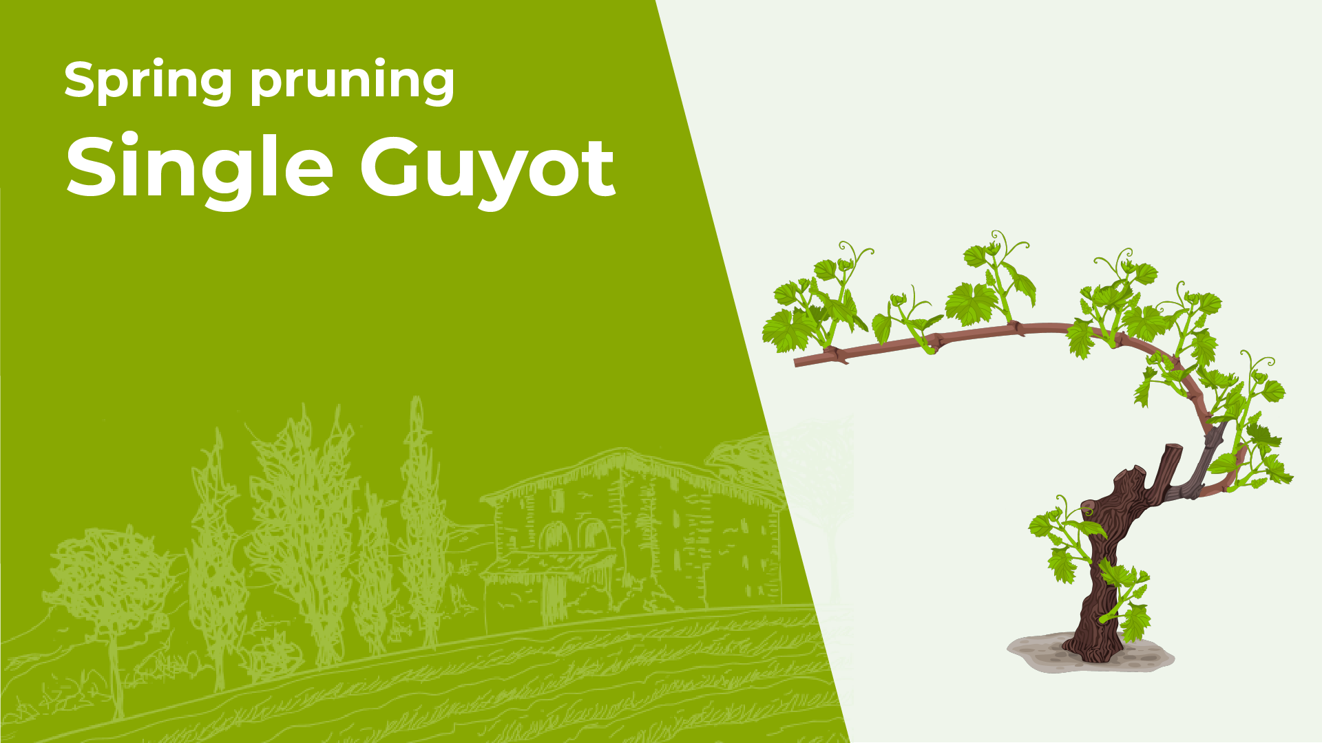 Single Guyot – Spring Pruning